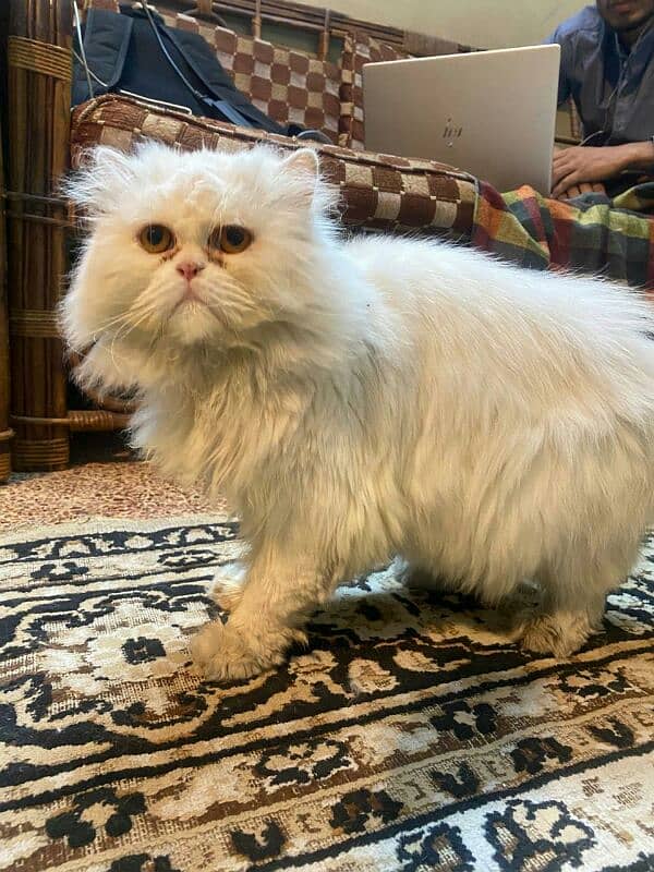 persian cats for sale argent 4