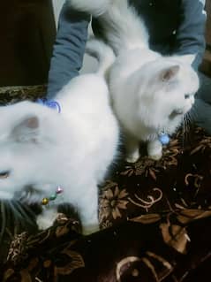 Persian cats 03017199992