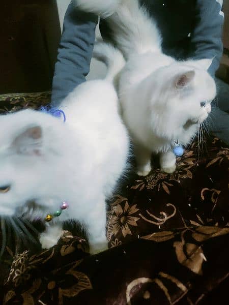 Persian cats 03017199992 0