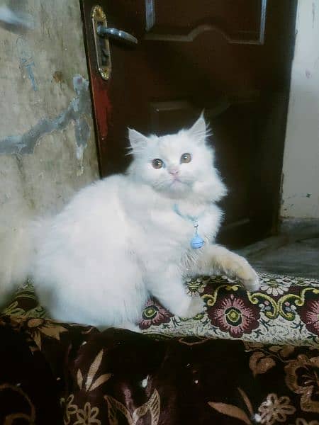 Persian cats 03017199992 2