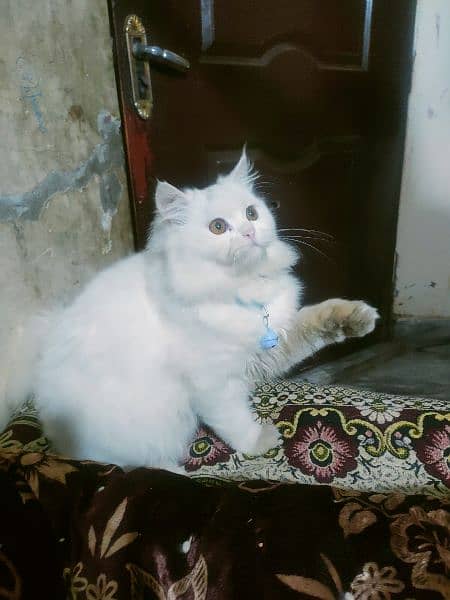 Persian cats 03017199992 3