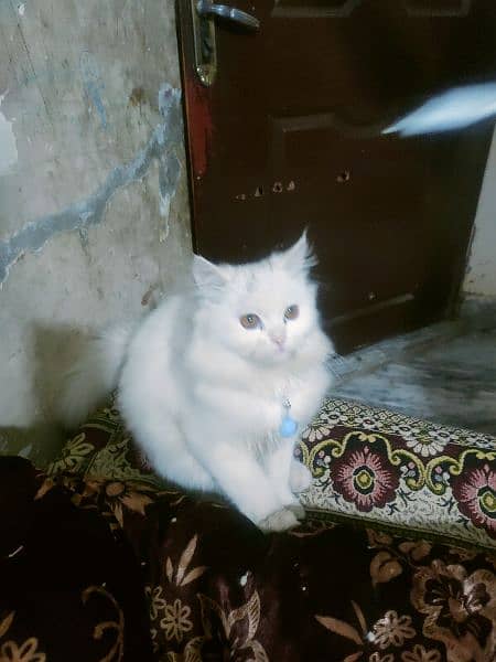 Persian cats 03017199992 4