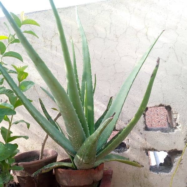 Aloe Vera Plant Top Quality 0