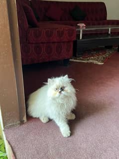 Persian cat/Persian kittens/triple coated/Ragdoll breed/