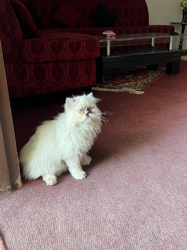 Persian cat/Persian kittens/triple coated/Ragdoll breed/ 1