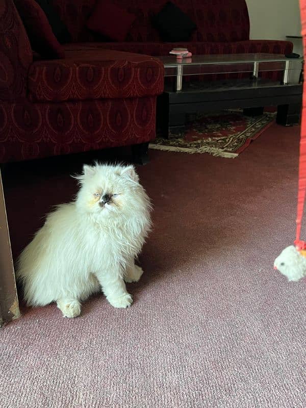 Persian cat/Persian kittens/triple coated/Ragdoll breed/ 2