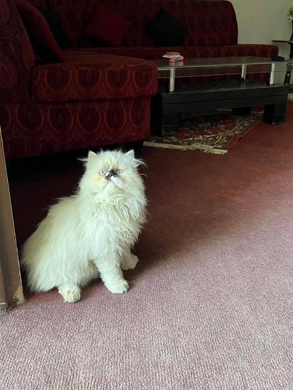 Persian cat/Persian kittens/triple coated/Ragdoll breed/ 3