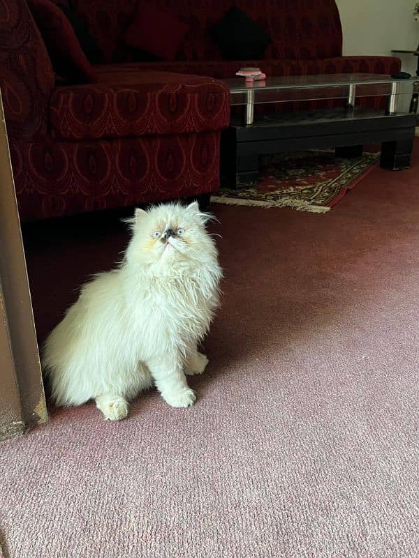 Persian cat/Persian kittens/triple coated/Ragdoll breed/ 4