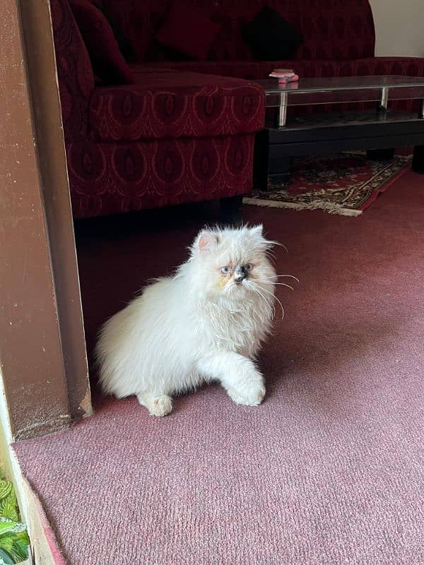 Persian cat/Persian kittens/triple coated/Ragdoll breed/ 5