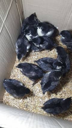 Black Australorp Heritage Cross Chicks