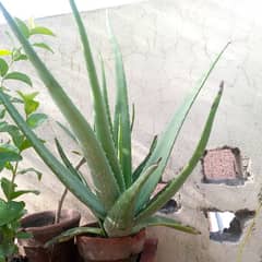 Aloe Vera Plant Top Quality