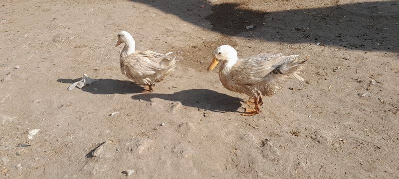 ducks for sale location shahdara lahore 0