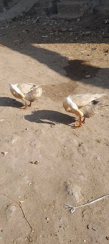 ducks for sale location shahdara lahore 1