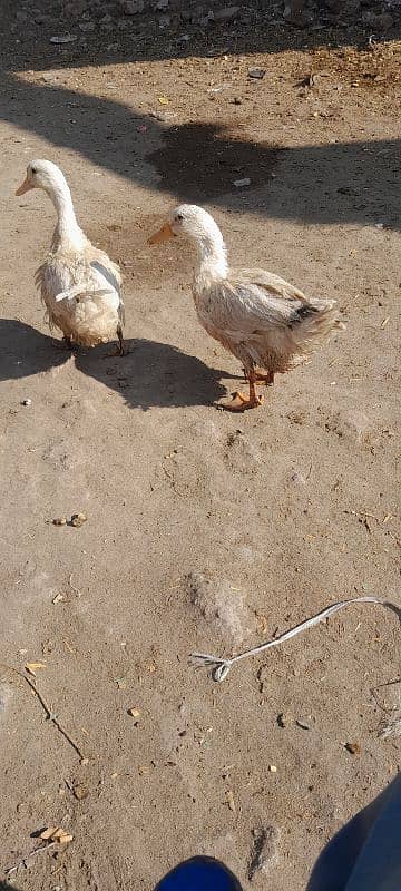 ducks for sale location shahdara lahore 2