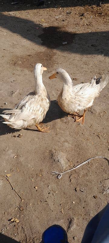 ducks for sale location shahdara lahore 3