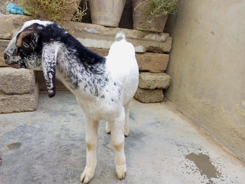 beautifull male bakra 3