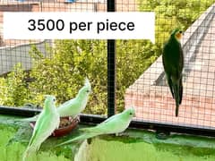 beautiful birds price mention on pics