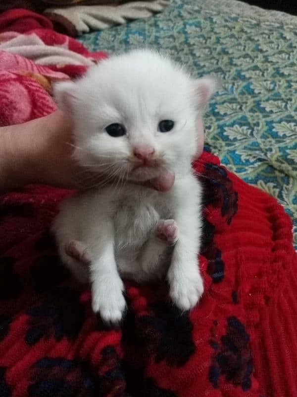 Pure triple coated Persian female kitte 1