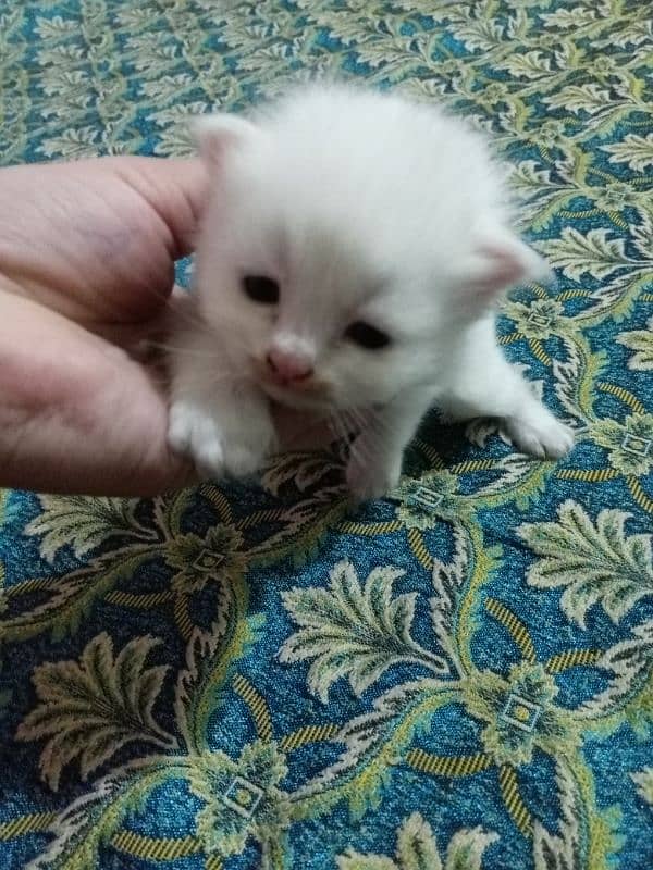 Pure triple coated Persian female kitte 2