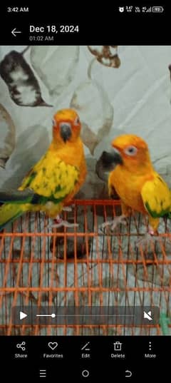 sun conure