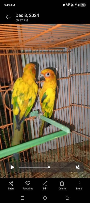 sun conure 2