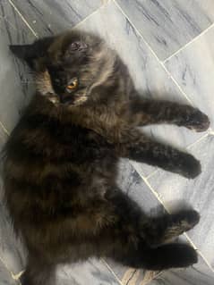 Persian Female Cat