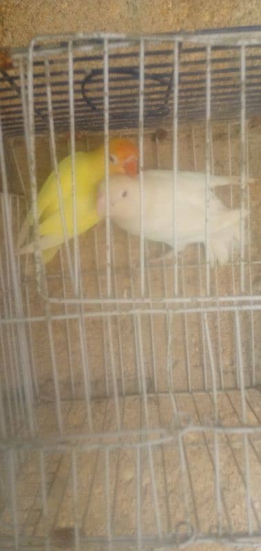 cremino albino red eye Fisher finch Australian java 0