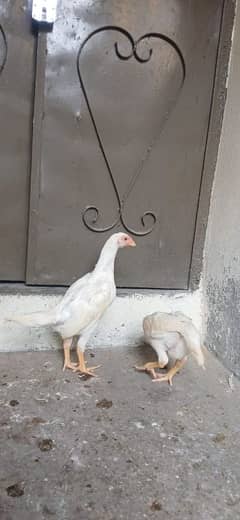 white o shamo top qawality chicks