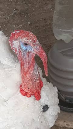 Male Turkey