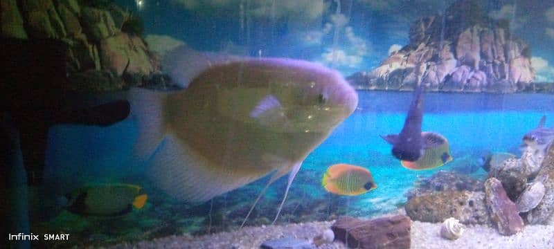 giant gourami 0