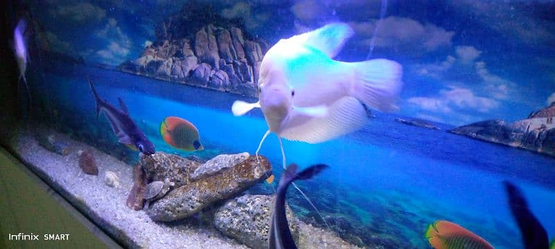 giant gourami 1