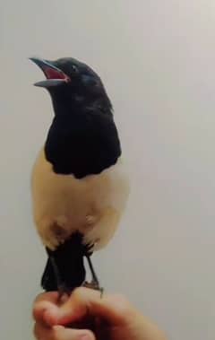 Magpie well tamed n beutiful