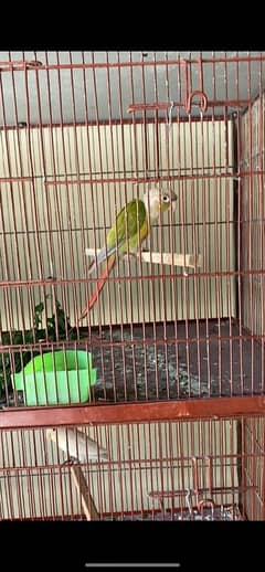 pinapple conure red factor breeder male