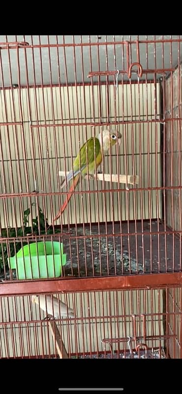 pineapple conure red factor breeder male 0