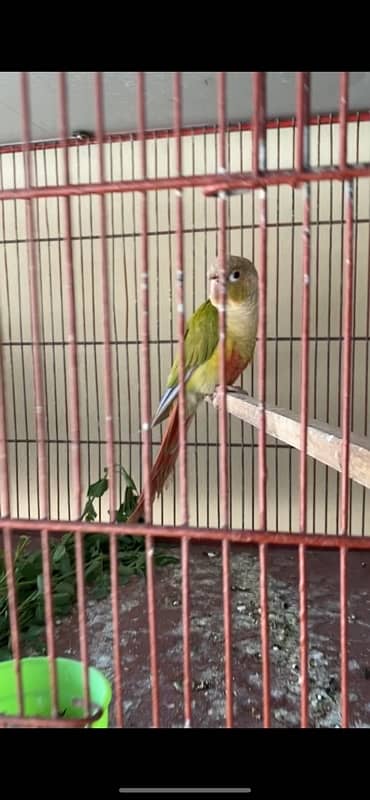 pineapple conure red factor breeder male 1