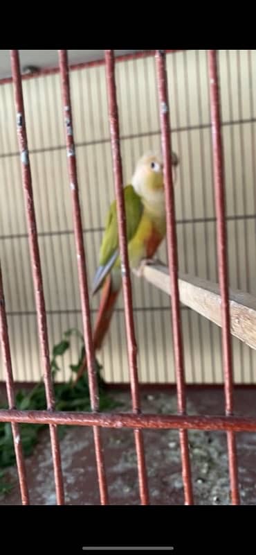 pineapple conure red factor breeder male 2