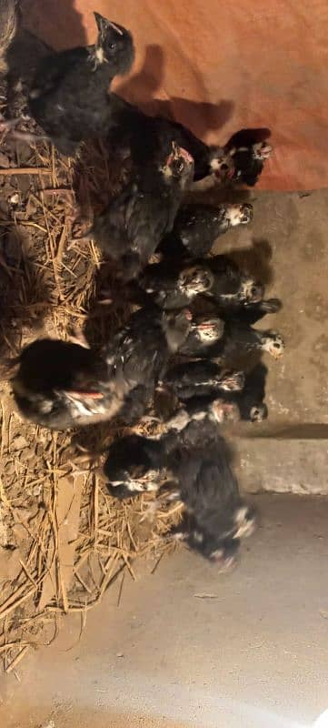 pure Australorp 1 month old chicks 1