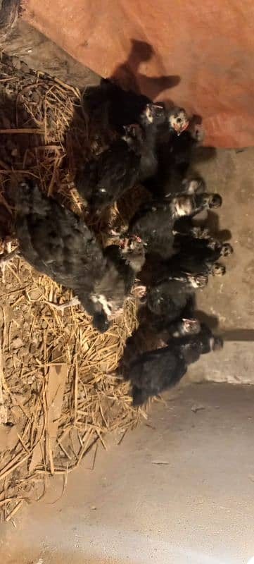 pure Australorp 1 month old chicks 3