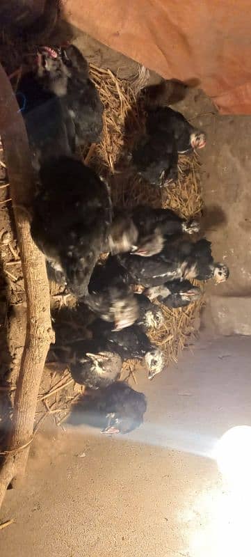 pure Australorp 1 month old chicks 4