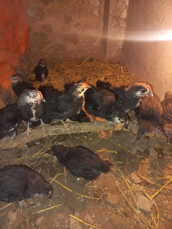 pure Australorp 1 month old chicks 5