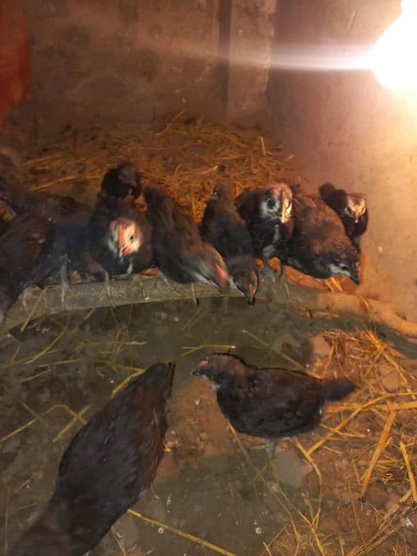 pure Australorp 1 month old chicks 6