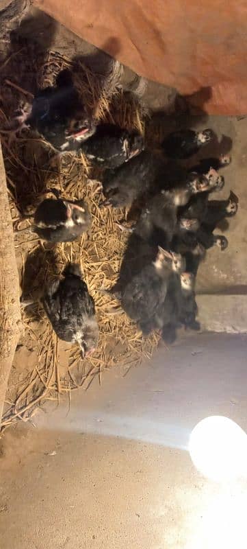 pure Australorp 1 month old chicks 8