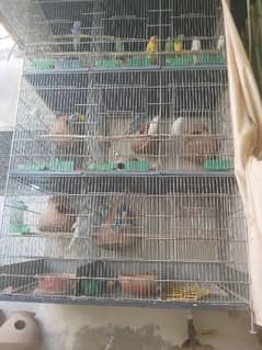 Australian bird with cage