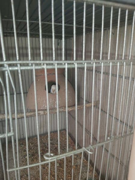 Australian bird with cage 3