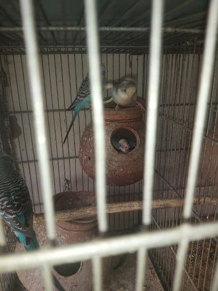 Australian bird with cage 7