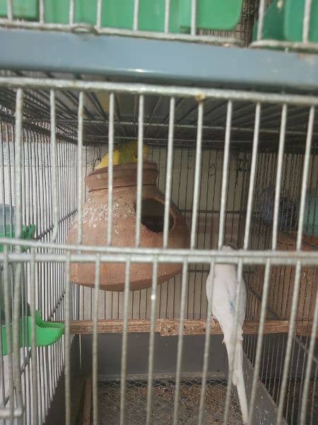 Australian bird with cage 8