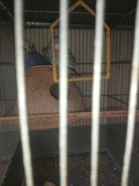 Australian bird with cage 9