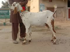 goat for sale