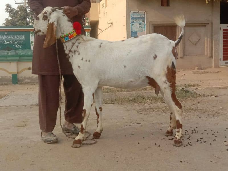 goat for sale 0