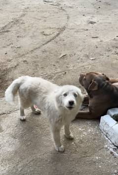 female husky 6 months old  vaccinated